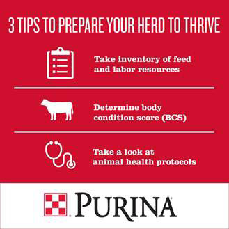 purina calving chart