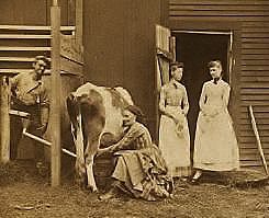 Waiting for pure fresh milk