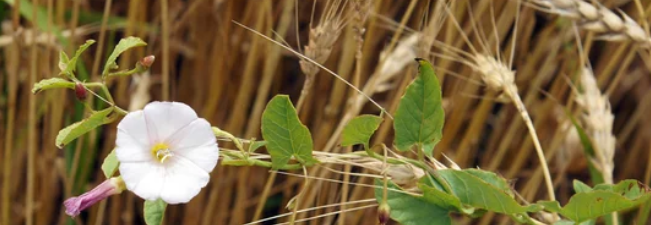 Bindweed