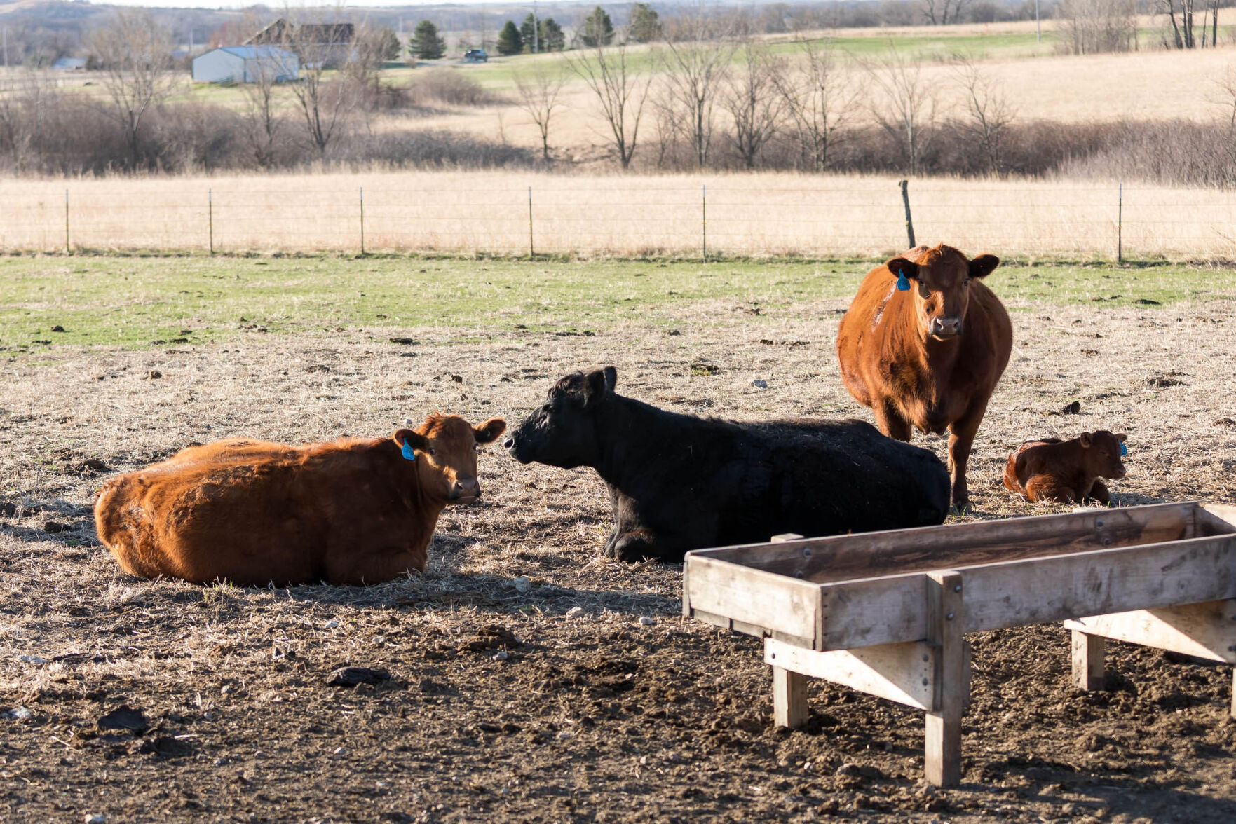 Considerations for cows kept in confinement