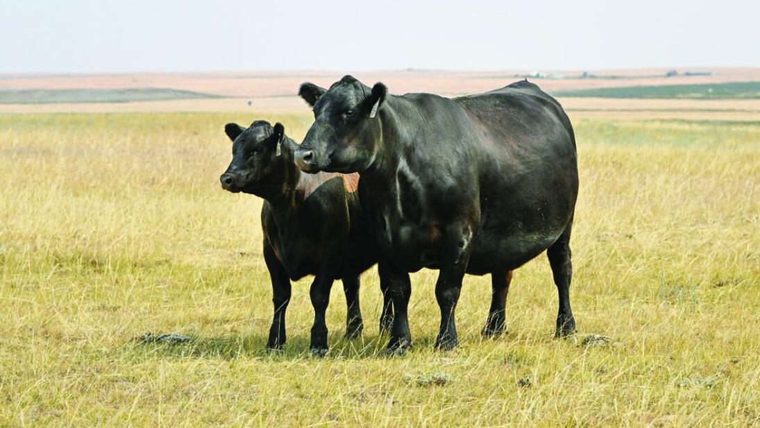 Angus Tour