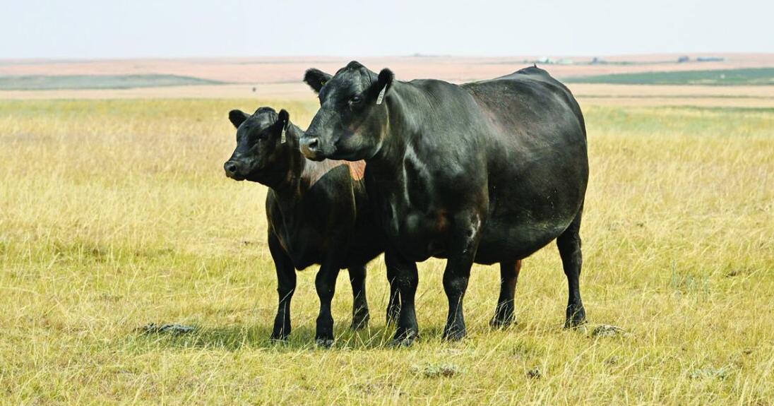 Angus Tour