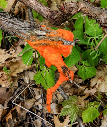 Orange goo