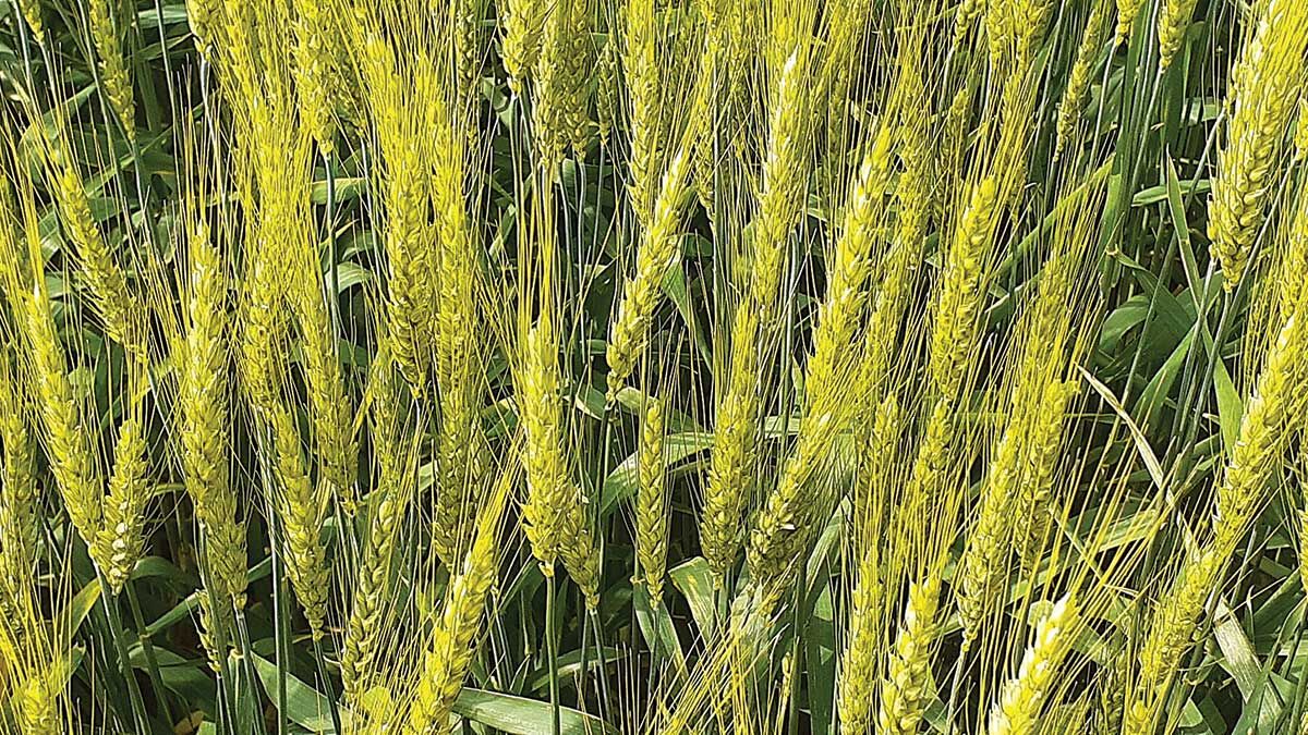 Mature wheat
