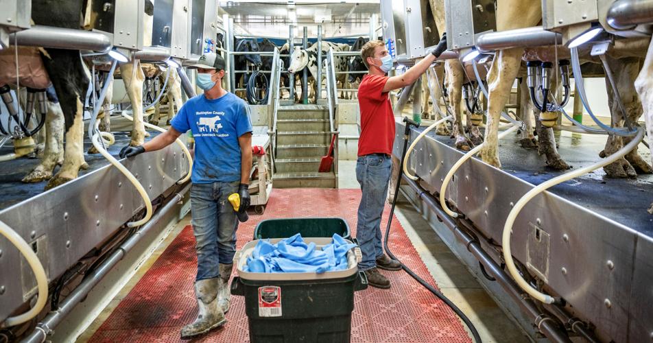 Cows in milking parlor