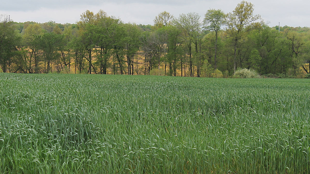 Double crop wheat