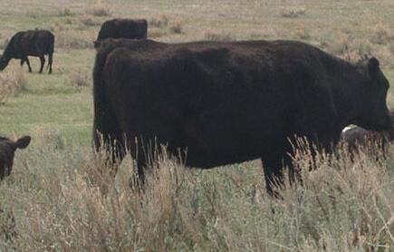 BeefCARE