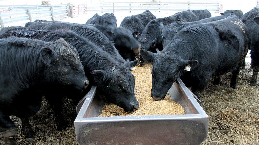 Winter feed adjustments help cattle maintain gain Livestock