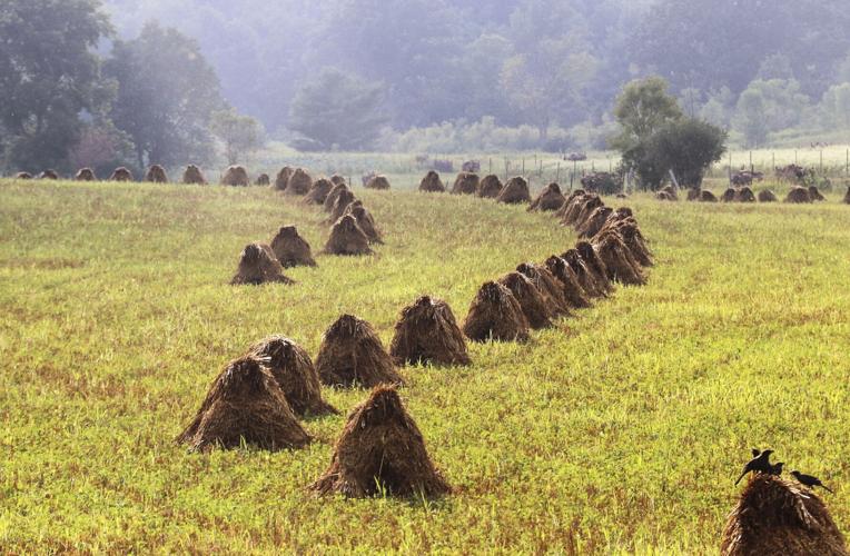 Amish hay piles in field