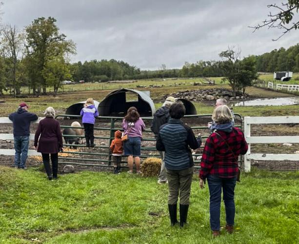 Visitors watch pigs at Maple Hill Farm