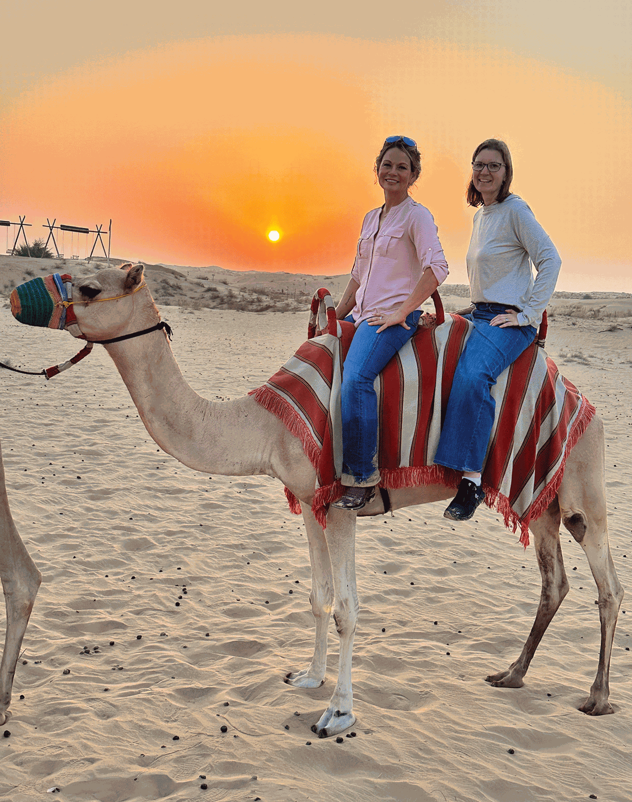 Wilson camel