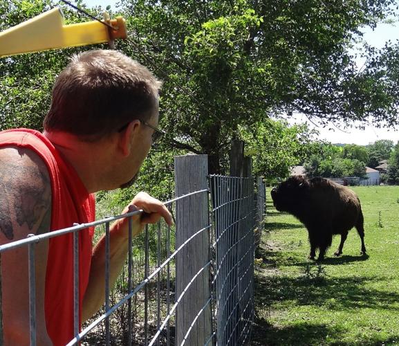 Bison eat mulberries