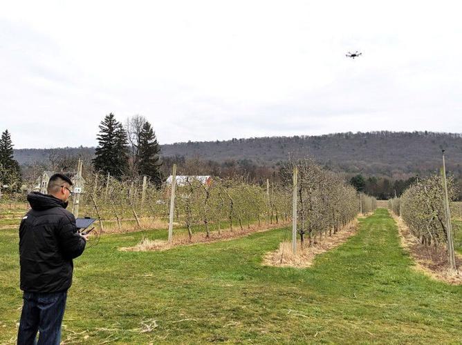 Unmanned-aerial vehicle flies over an apple orchard