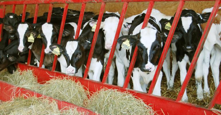 young dairy calves