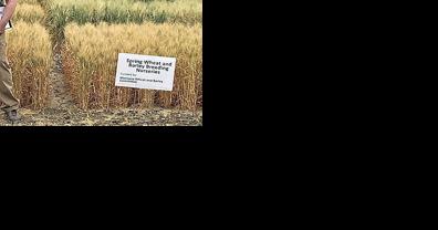 Montana farmers' checkoff dollars boosting MSU spring wheat program - Vimarsana News