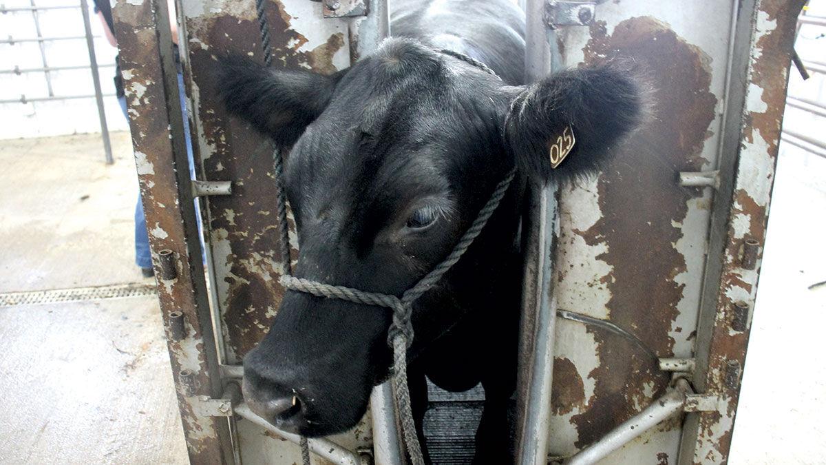 Livestock safety
