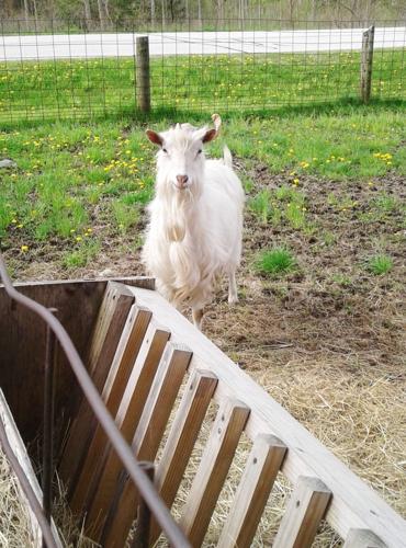 Sabre is a Saanen buck