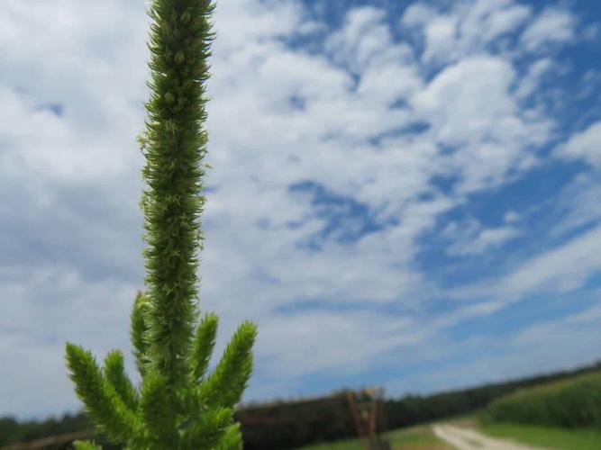 Palmer amaranth