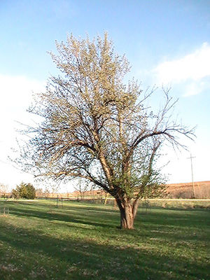 Clifton Kennel apple tree