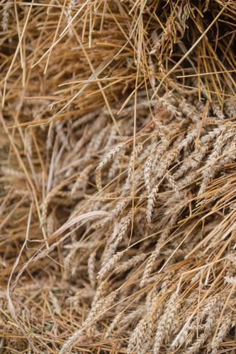 2026 Titletown Threshing Club’s Thresheree