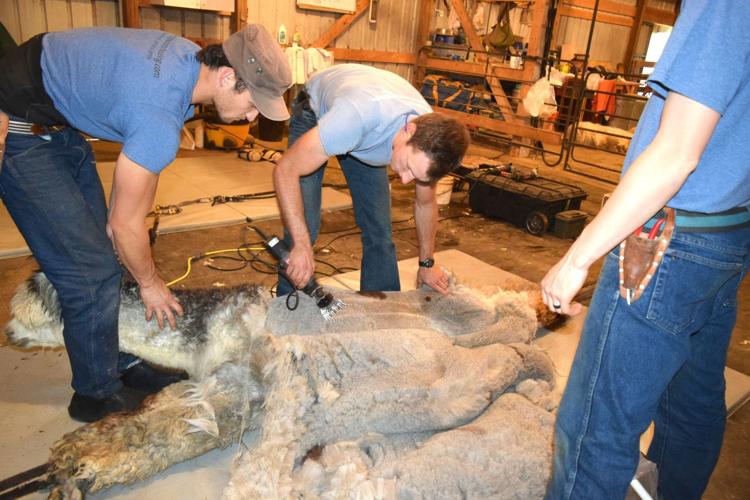 Top Knot Shearing team