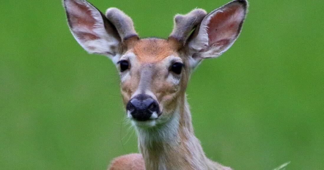 Fawn fascination continues