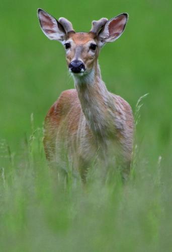 Deer