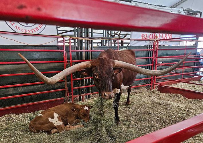 long-horned cow calf Iowa State Fair