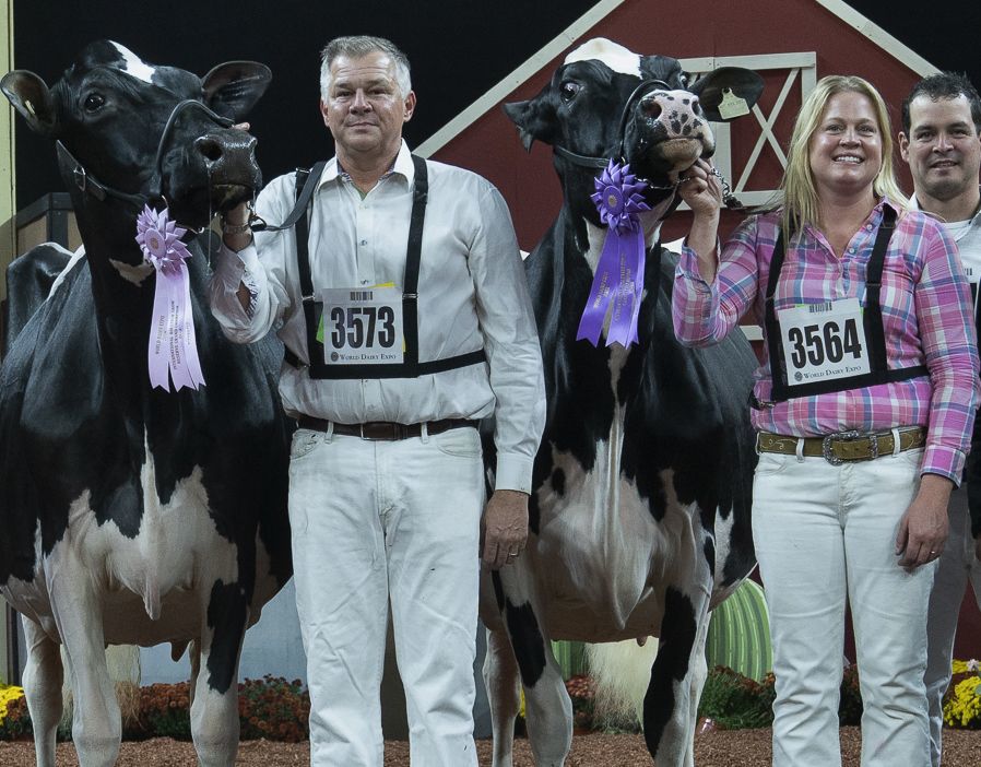 Cow sweeps International Holstein Show | Business | agupdate.com