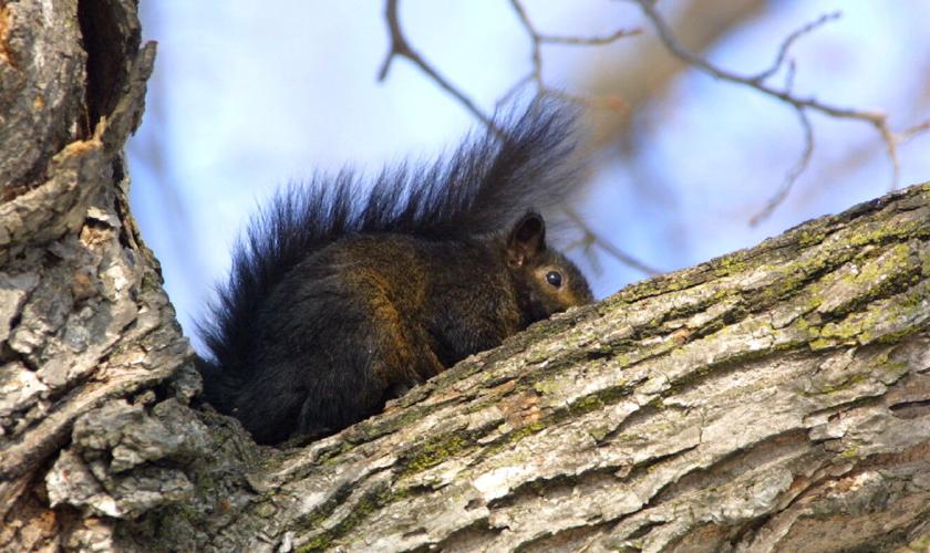 Black gray squirrel