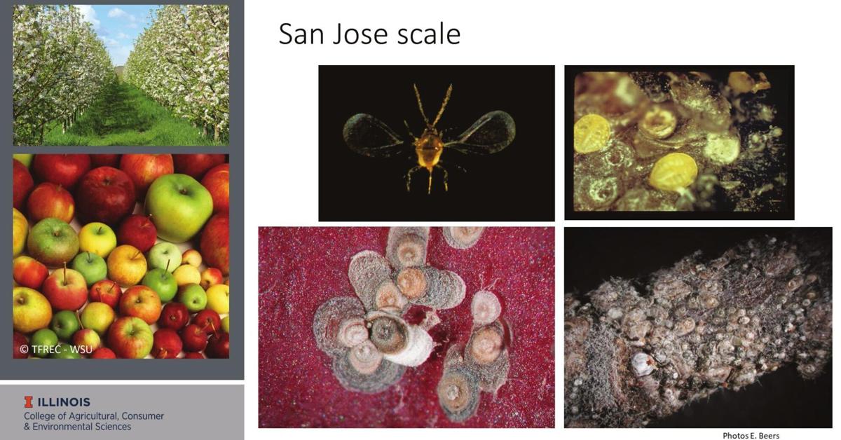 San Jose Scale