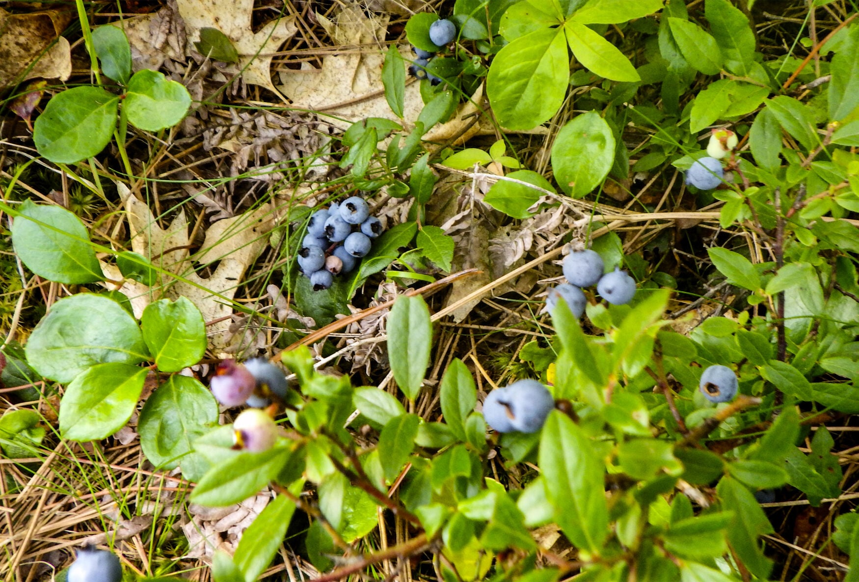 Blueberries