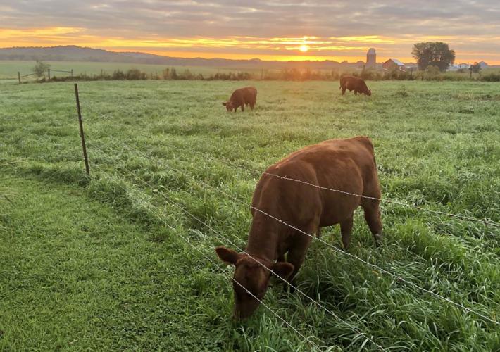 Farm with cattle in field