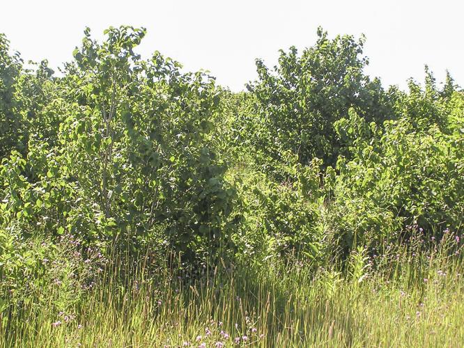 Hazelnut trees bushes