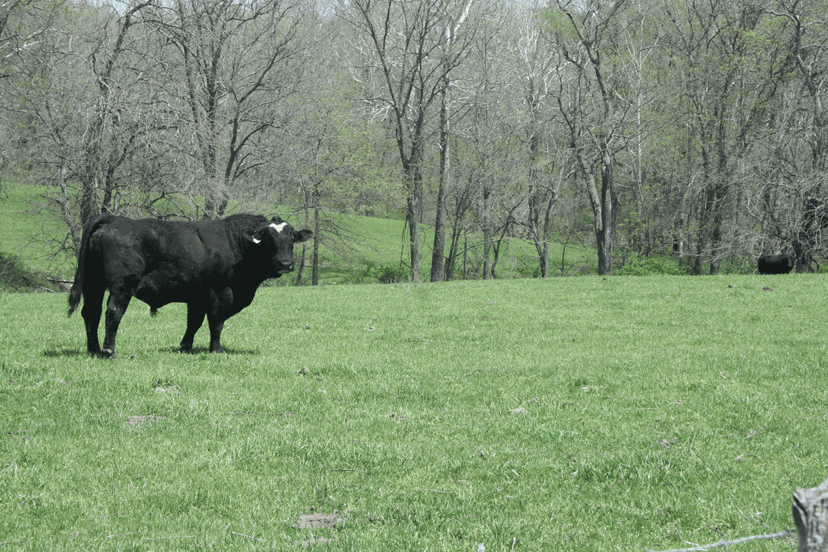 bull in pasture