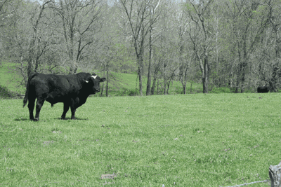bull in pasture
