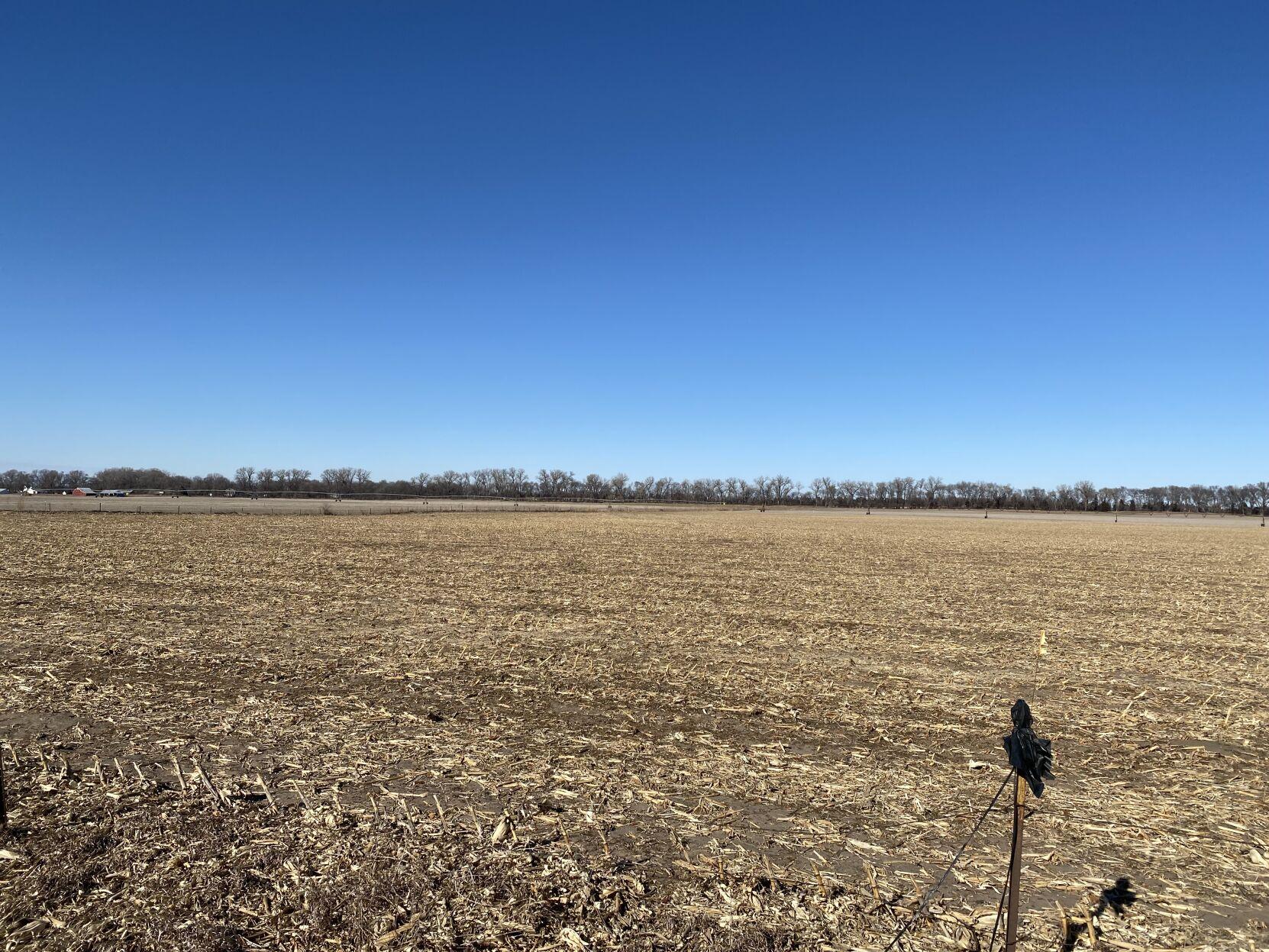 Two companies plan soybean crushing plants for northeastern Nebraska