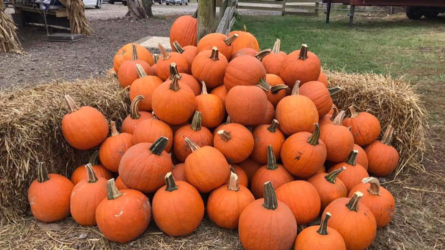 Pumpkins Red Barn Ranch