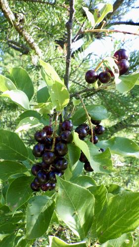 Chokecherries