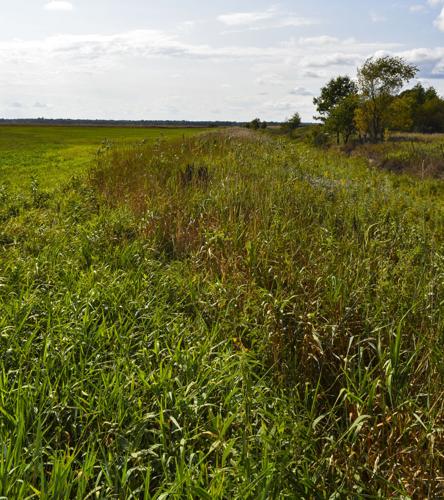 Riparian buffer