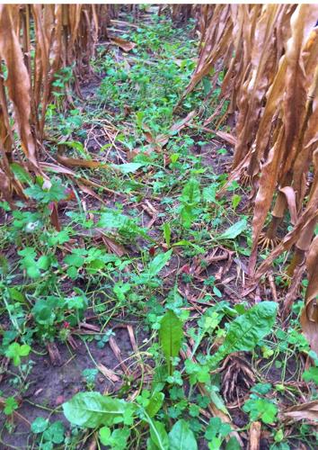 Marathon County Success from the Field