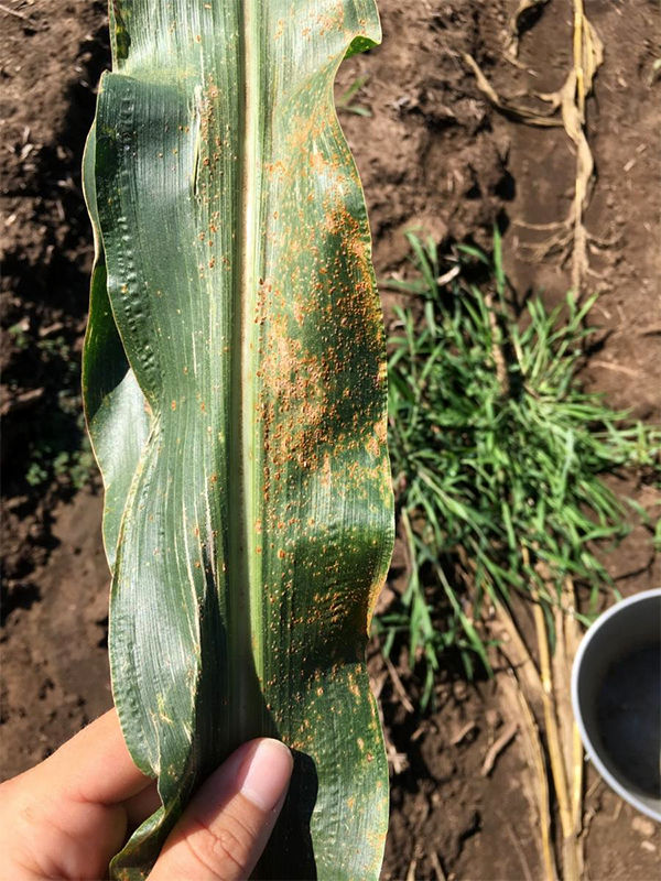 Southern rust of corn confirmed in Nebraska Crop