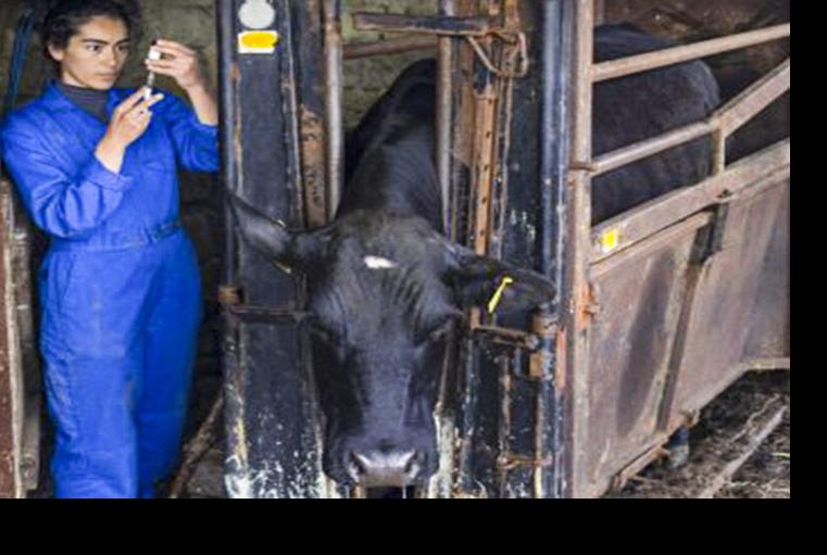 Woman prepares to vaccinate cow
