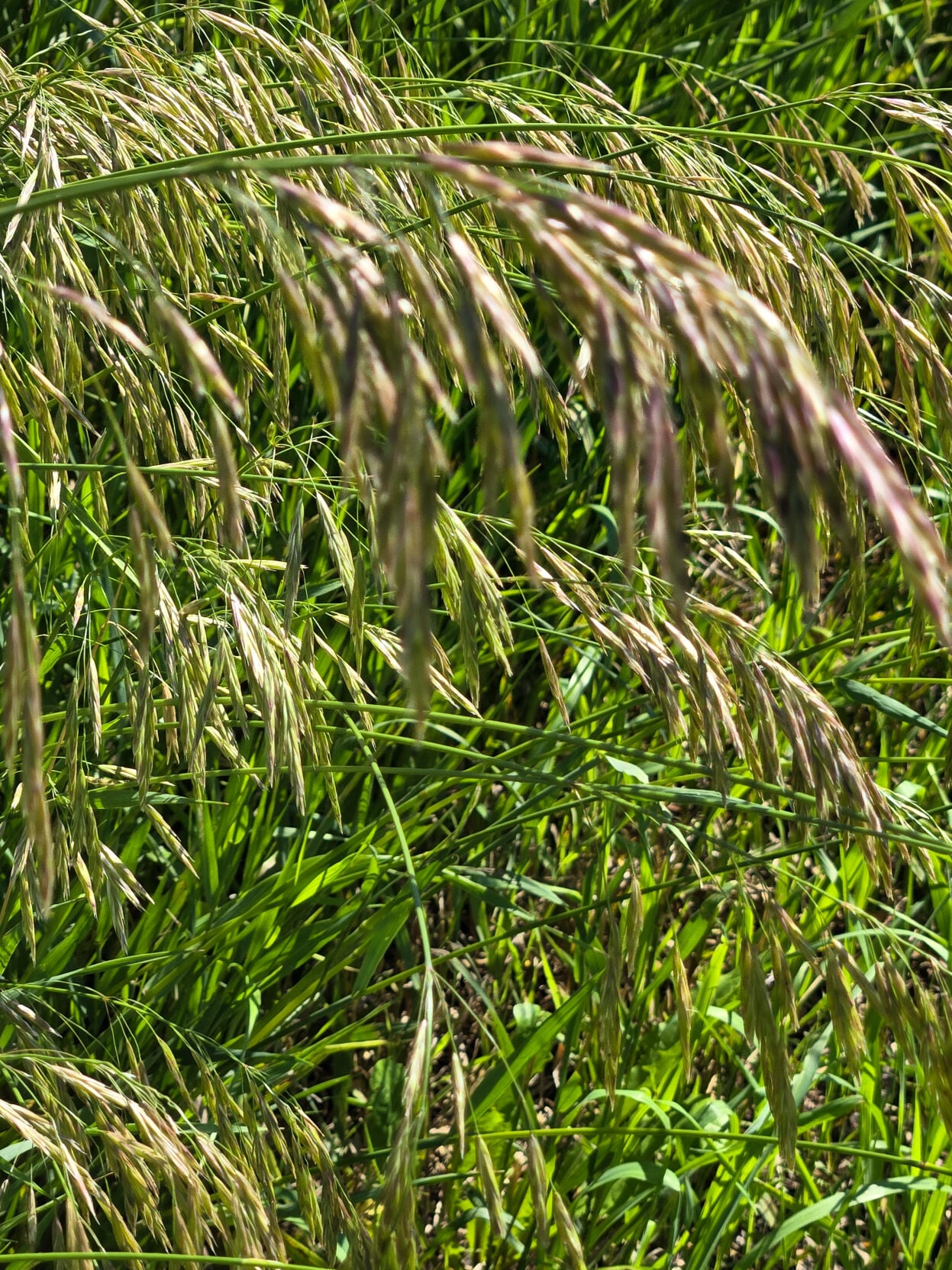 Canary grass