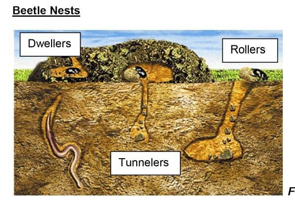 Dung-beetle nests