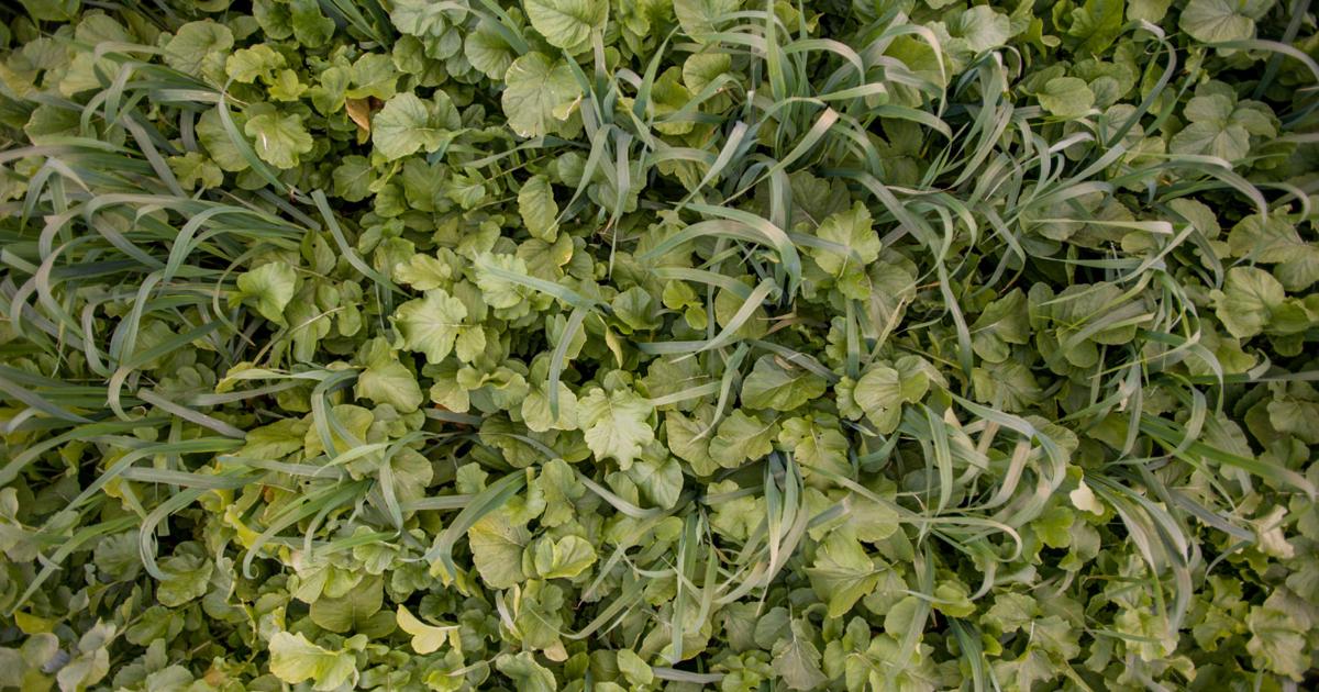 Cover crops are bright star during difficult cropping year