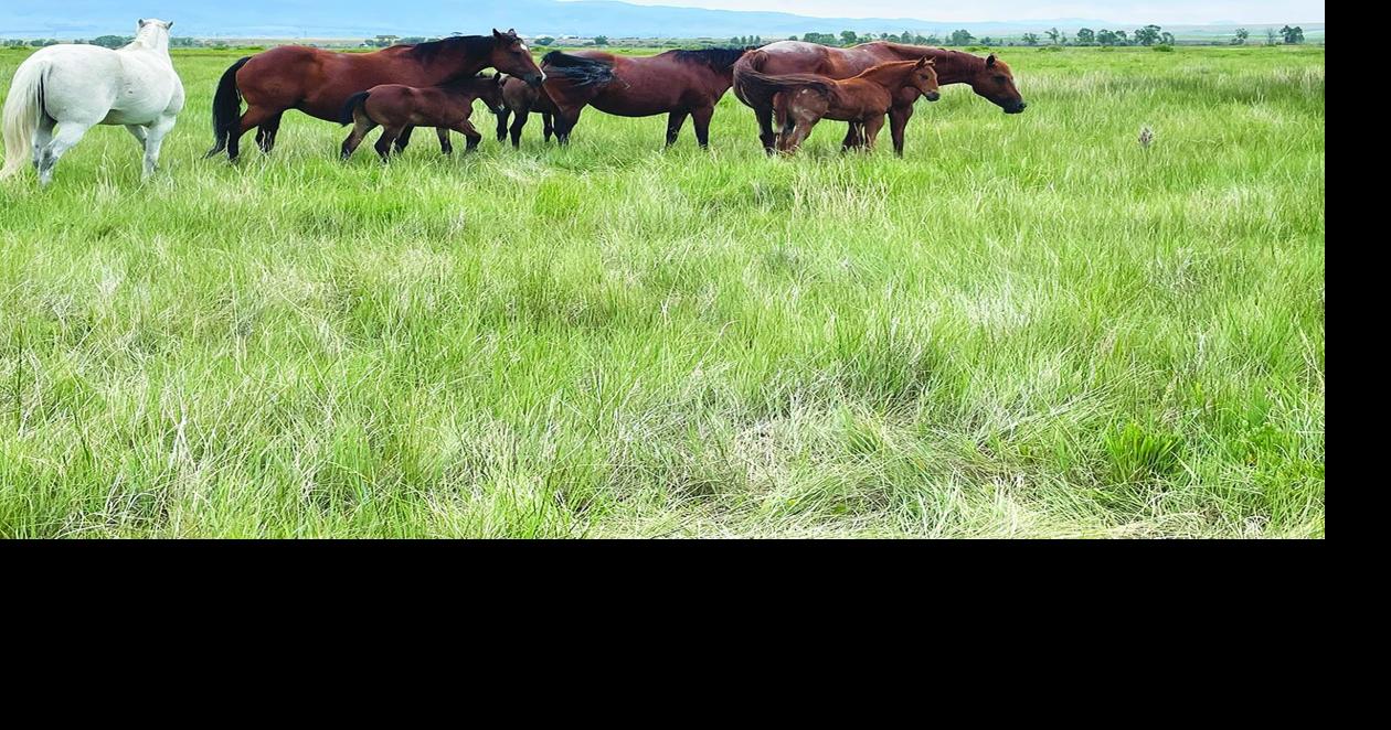RX Equine offers management services for horse owners