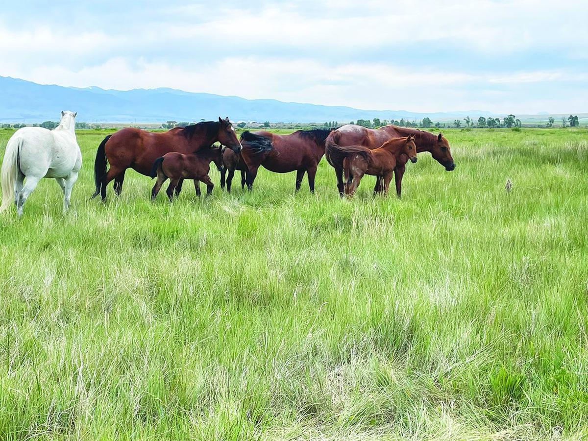 RX Equine