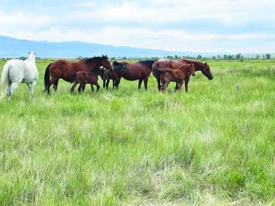 RX Equine