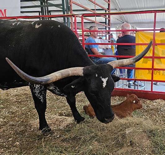 long-horned cow with calf Iowa State Fair